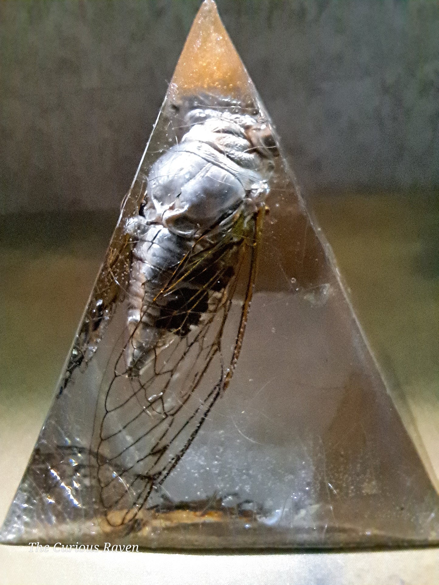 Cicada in Resin Pyramid