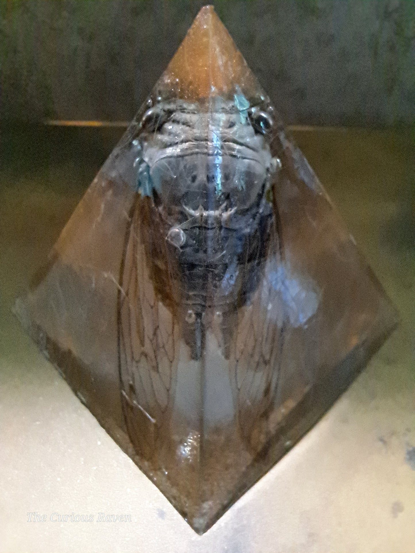 Cicada in Resin Pyramid