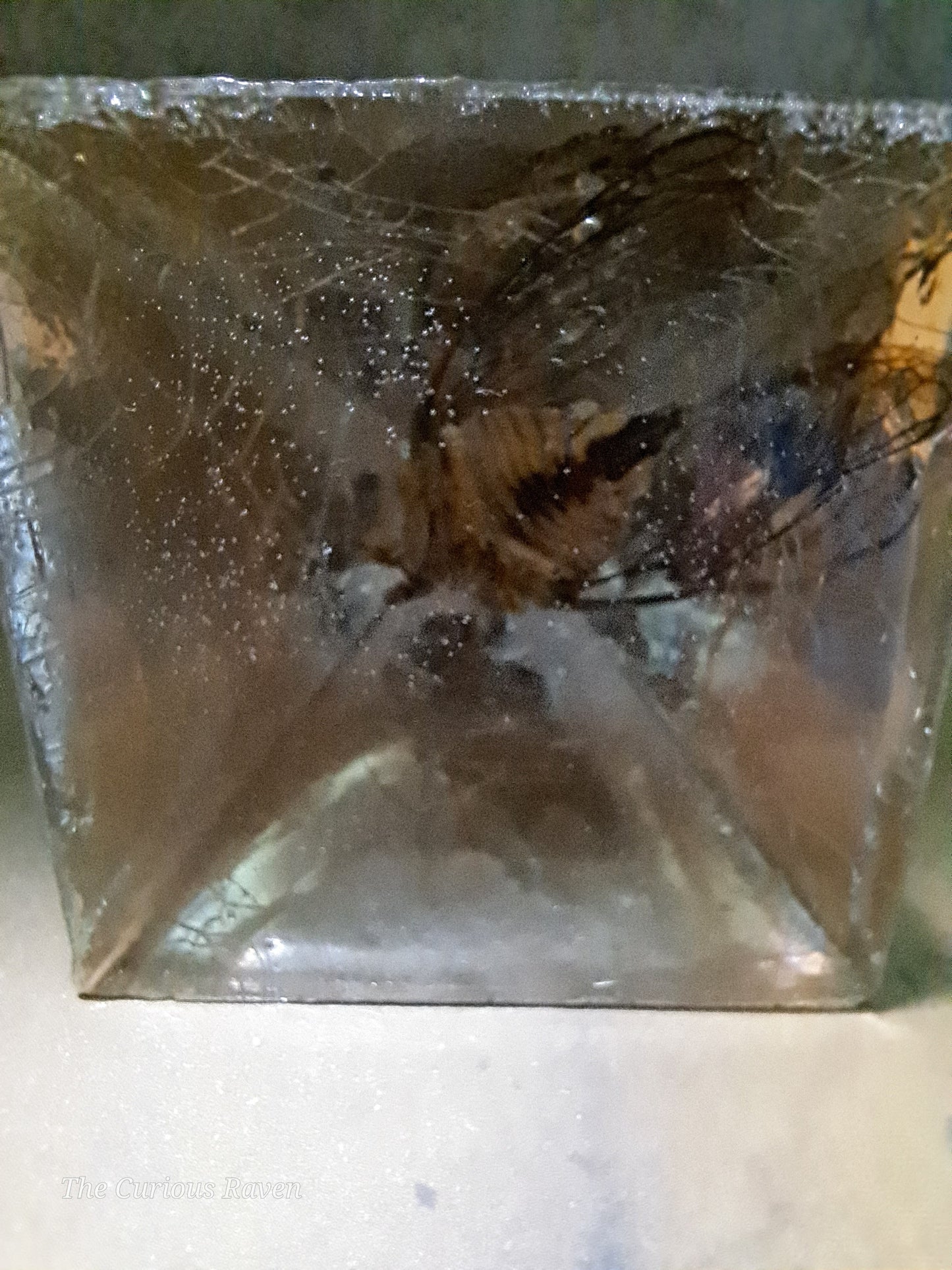 Cicada in Resin Pyramid