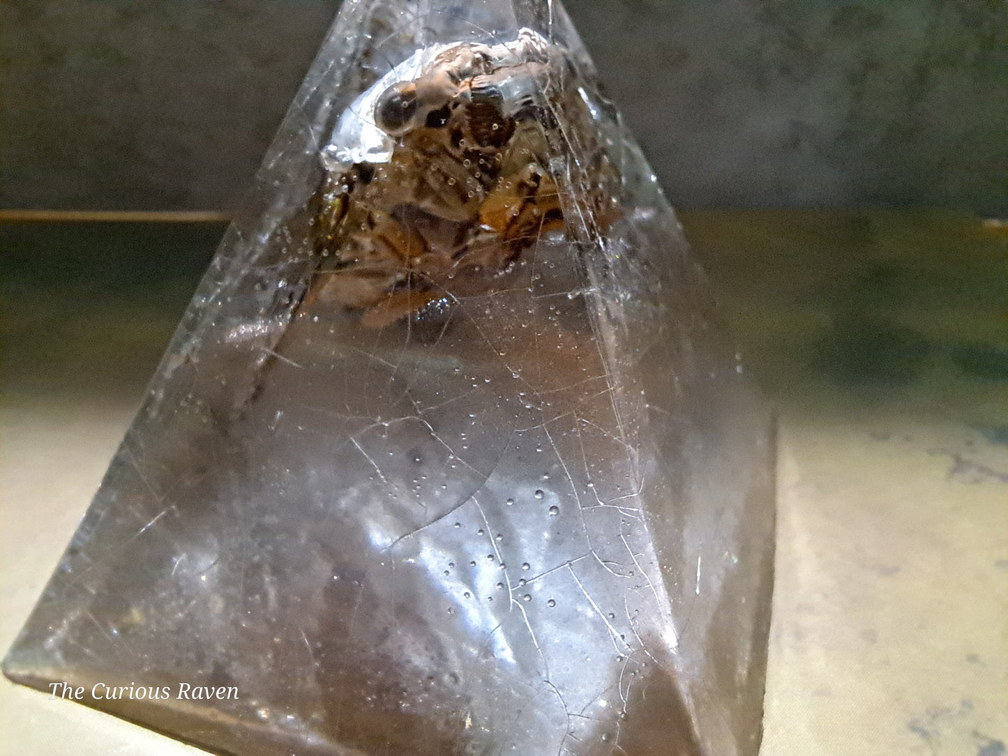 Cicada in Resin Pyramid